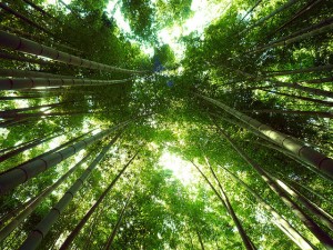 bosque_bambu